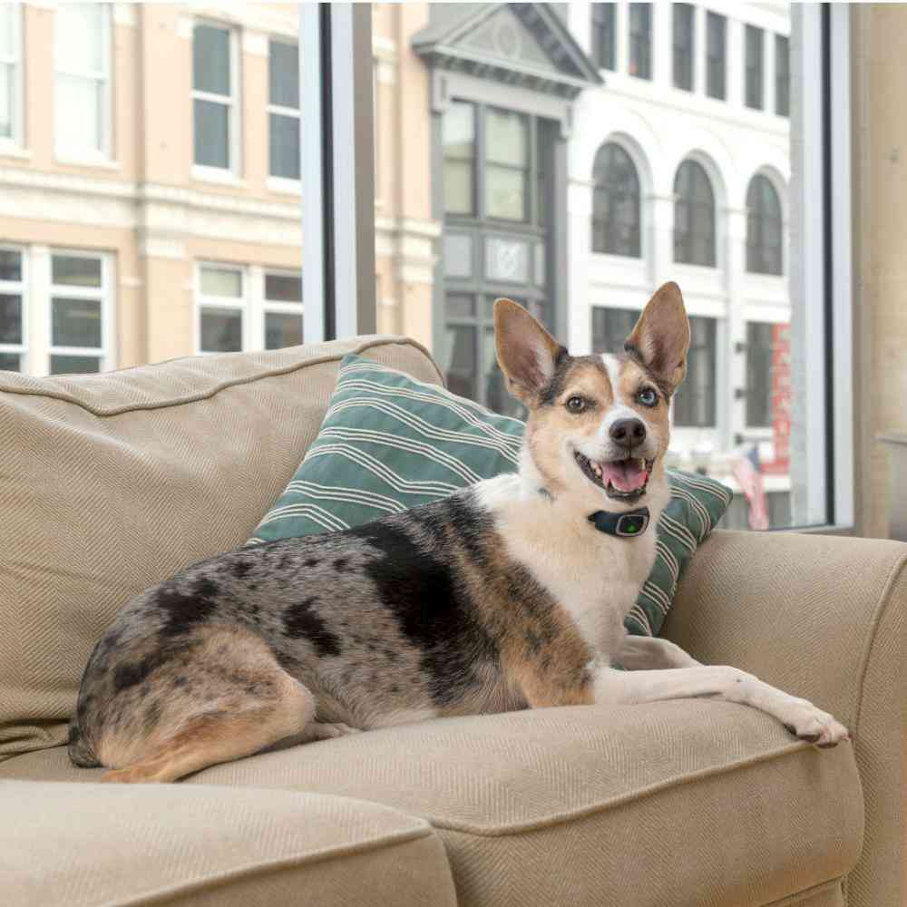 小型犬用バークコントロール 【直送品】 返品・キャンセル・他商品と同時購入は不可 - Image 4