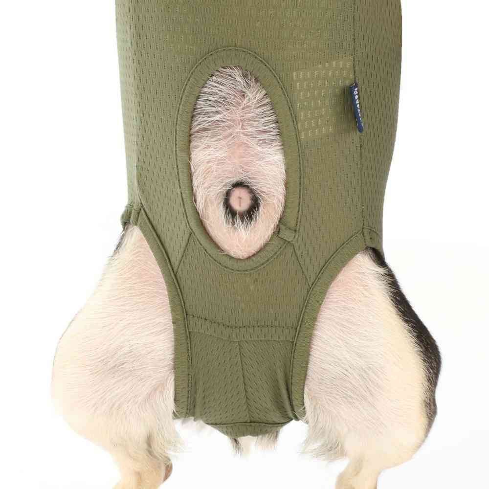 犬用 ベッツウェア 男の子用 カーキ L 【直送品】 返品・キャンセル・他商品と同時購入は不可 - Image 7