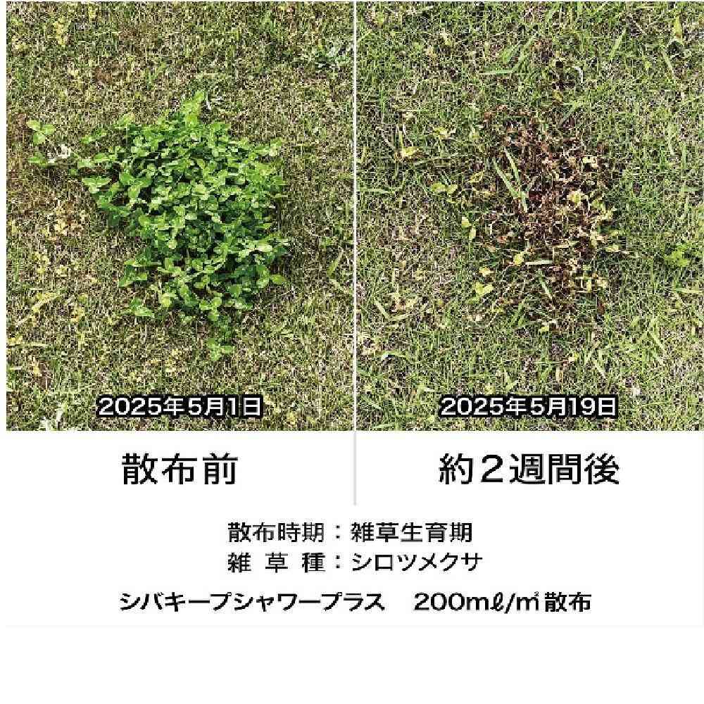 【農薬】レインボー薬品 シバキープ シャワープラス 800ml - Image 5