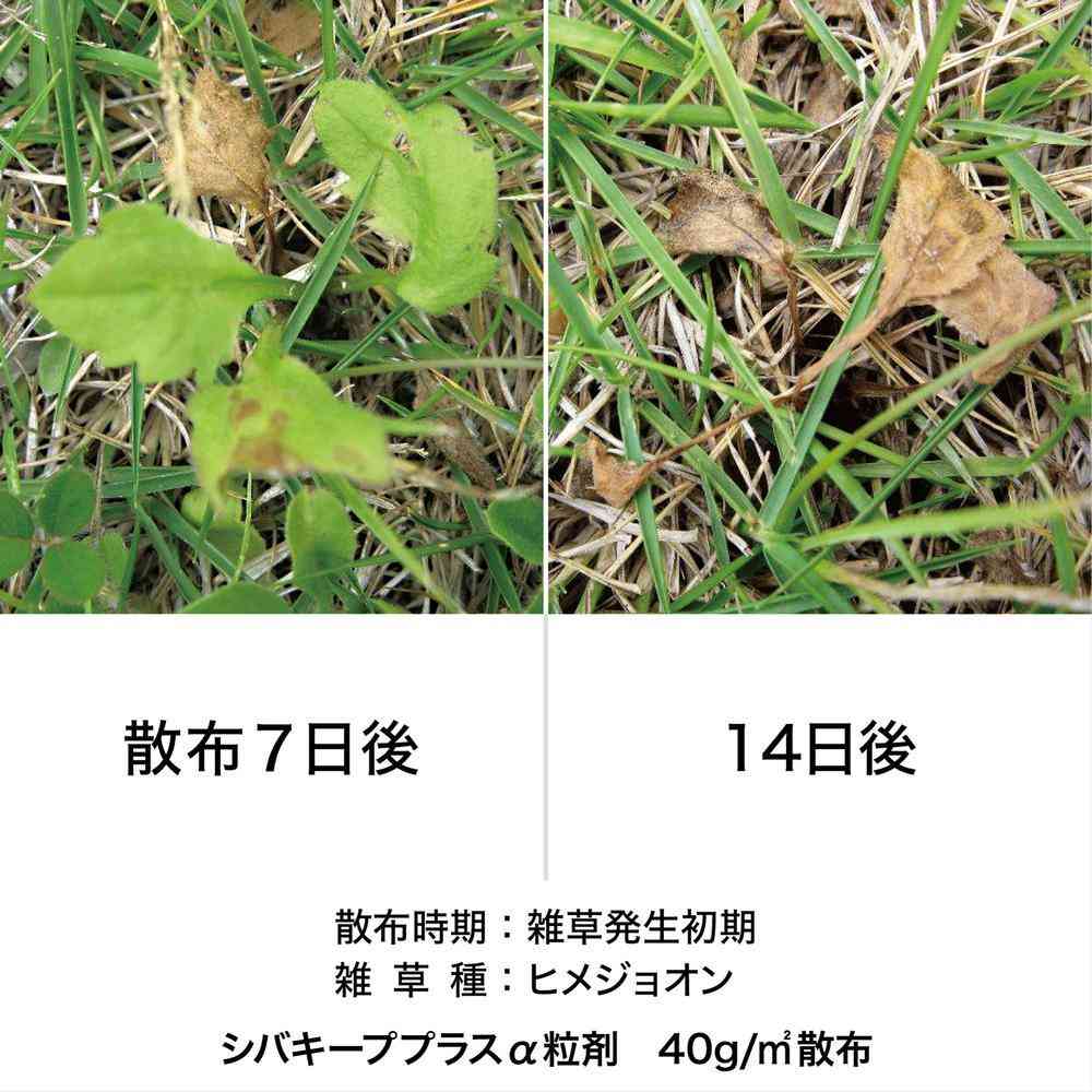 【農薬】レインボー薬品 シバキープ プラスα 1.1kg - Image 2