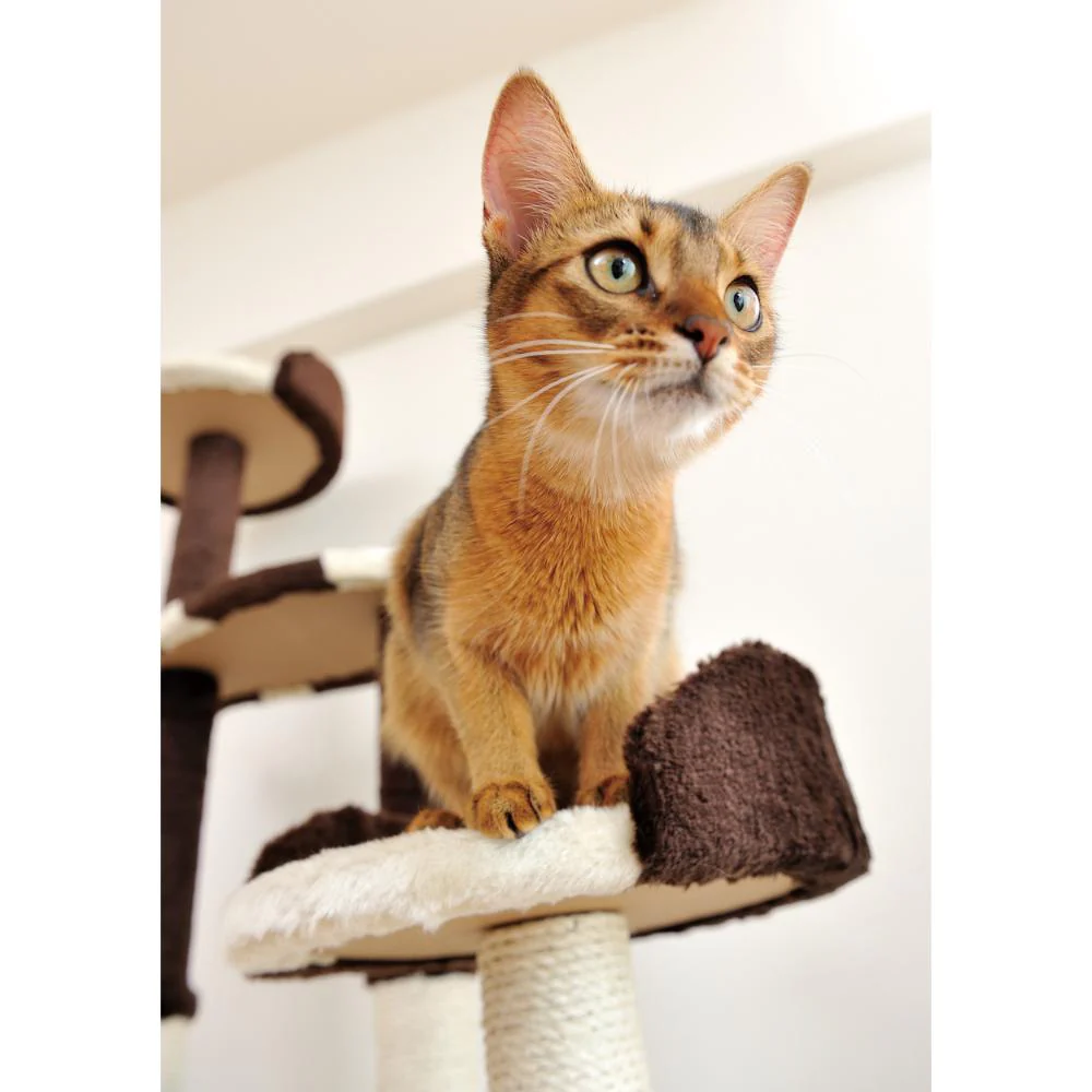 猫のおあそびポール お魚ファミリー ハイタイプ 【直送品】 返品・キャンセル・他商品と同時購入は不可 - Image 4