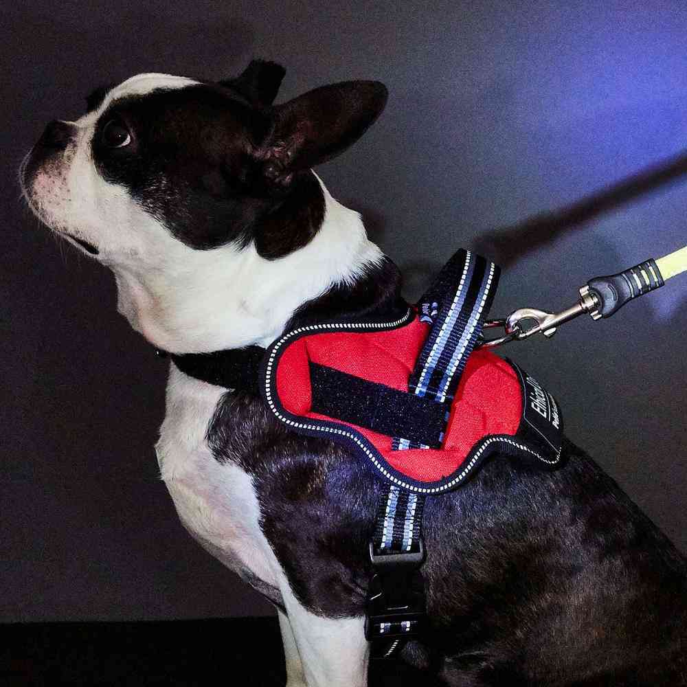 犬用胴輪 EthicalDoor イージーウェアハーネス S 【直送品】 返品・キャンセル・他商品と同時購入は不可 - Image 2