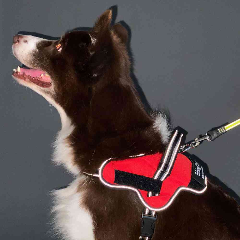 犬用胴輪 EthicalDoor イージーウェアハーネス M 【直送品】 返品・キャンセル・他商品と同時購入は不可 - Image 2
