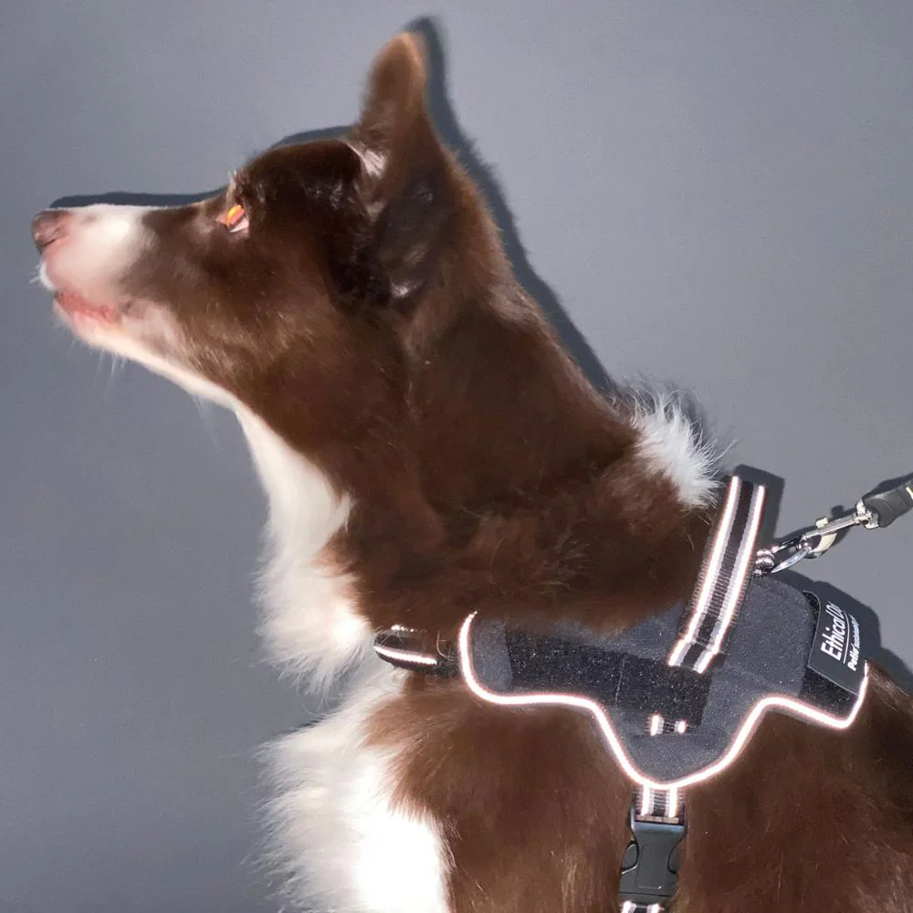 犬用胴輪 EthicalDoor イージーウェアハーネス M 【直送品】 返品・キャンセル・他商品と同時購入は不可 - Image 2