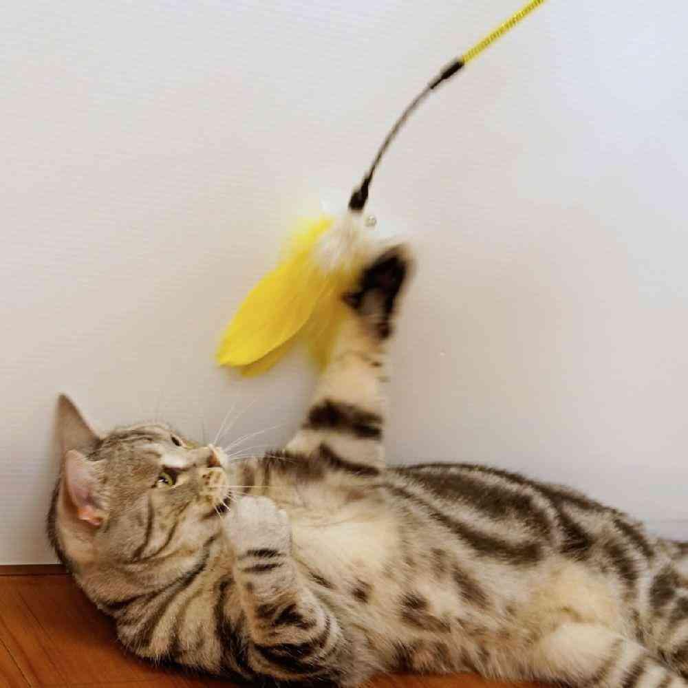ドギーマン じゃれ猫 ゴージャス ワイド 1個○色の選択不可 - Image 3