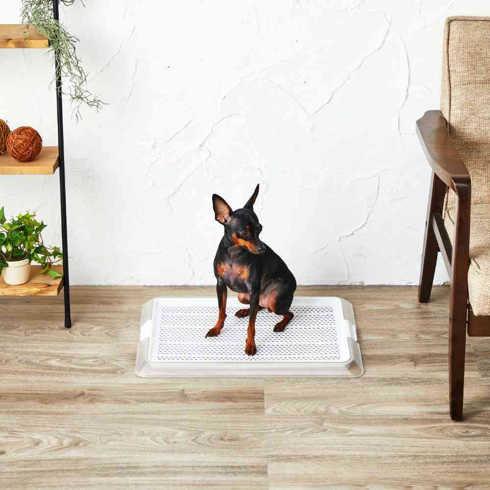 ペットレー クリアメッシュ S 【直送品】 返品・キャンセル・他商品と同時購入は不可 - Image 3