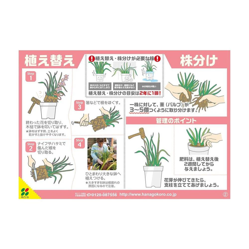 花ごころ 洋らんバーク 5L - Image 5