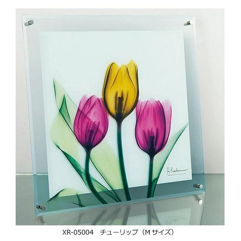 X RAY ガラス アート チューリップ Mサイズ 【直送品】 返品・キャンセル・他商品と同時購入は不可 - Image 4